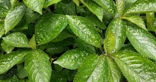 daun insulin obat diabetes