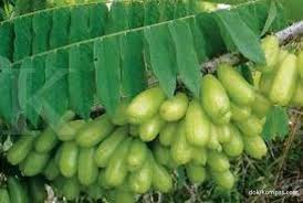 alternatif obat alami