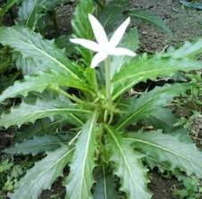 obat mata herbal
